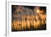 Lagoon with Silhouette of Reeds at Sunset, Camargue, France, May 2009-Allofs-Framed Photographic Print