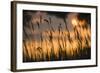 Lagoon with Silhouette of Reeds at Sunset, Camargue, France, May 2009-Allofs-Framed Photographic Print