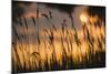 Lagoon with Silhouette of Reeds at Sunset, Camargue, France, May 2009-Allofs-Mounted Photographic Print