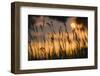 Lagoon with Silhouette of Reeds at Sunset, Camargue, France, May 2009-Allofs-Framed Photographic Print