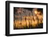 Lagoon with Silhouette of Reeds at Sunset, Camargue, France, May 2009-Allofs-Framed Photographic Print