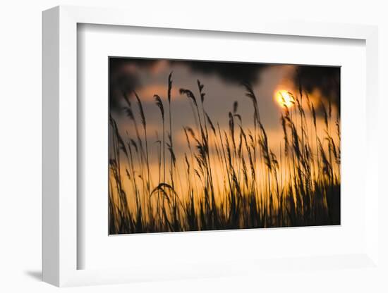 Lagoon with Silhouette of Reeds at Sunset, Camargue, France, May 2009-Allofs-Framed Photographic Print