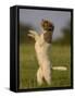 Lagotto Romagnolo, Domestic Dog, (Canidae), Lemgo, Nordrhein Westfalen, Germany-Thorsten Milse-Framed Stretched Canvas