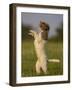 Lagotto Romagnolo, Domestic Dog, (Canidae), Lemgo, Nordrhein Westfalen, Germany-Thorsten Milse-Framed Photographic Print