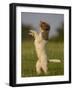 Lagotto Romagnolo, Domestic Dog, (Canidae), Lemgo, Nordrhein Westfalen, Germany-Thorsten Milse-Framed Photographic Print