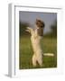 Lagotto Romagnolo, Domestic Dog, (Canidae), Lemgo, Nordrhein Westfalen, Germany-Thorsten Milse-Framed Photographic Print