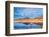 Laguna at the Ruta De Las Joyas Altoandinas in Bolivia with Pink Flamingo Walking through the Scene-mezzotint-Framed Photographic Print