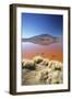 Laguna Colorada on the Altiplano, Potosi Department, Bolivia, South America-Ian Trower-Framed Photographic Print