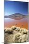 Laguna Colorada on the Altiplano, Potosi Department, Bolivia, South America-Ian Trower-Mounted Photographic Print