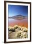 Laguna Colorada on the Altiplano, Potosi Department, Bolivia, South America-Ian Trower-Framed Photographic Print