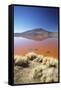 Laguna Colorada on the Altiplano, Potosi Department, Bolivia, South America-Ian Trower-Framed Stretched Canvas