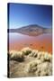 Laguna Colorada on the Altiplano, Potosi Department, Bolivia, South America-Ian Trower-Stretched Canvas