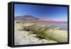 Laguna Colorada on the Altiplano, Potosi Department, Bolivia, South America-Ian Trower-Framed Stretched Canvas