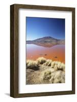 Laguna Colorada on the Altiplano, Potosi Department, Bolivia, South America-Ian Trower-Framed Photographic Print