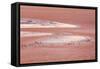 Laguna Colorada (Red Lake)-Kim Walker-Framed Stretched Canvas