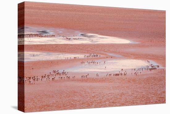 Laguna Colorada (Red Lake)-Kim Walker-Stretched Canvas