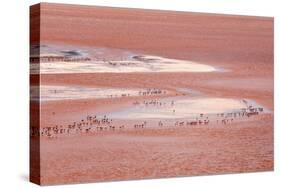 Laguna Colorada (Red Lake)-Kim Walker-Stretched Canvas