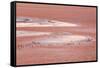 Laguna Colorada (Red Lake)-Kim Walker-Framed Stretched Canvas