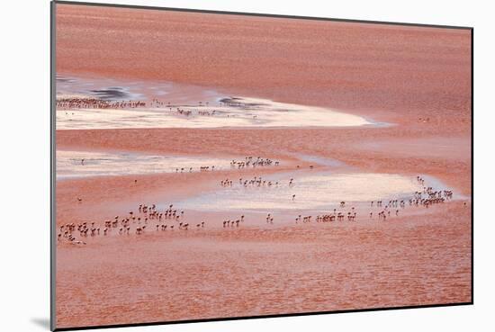 Laguna Colorada (Red Lake)-Kim Walker-Mounted Photographic Print