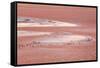 Laguna Colorada (Red Lake)-Kim Walker-Framed Stretched Canvas