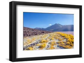 Laguna Colorada, Reserva Nacional De Fauna Andina Eduardo Avaroa, Los Lipez, Bolivia-Elzbieta Sekowska-Framed Photographic Print