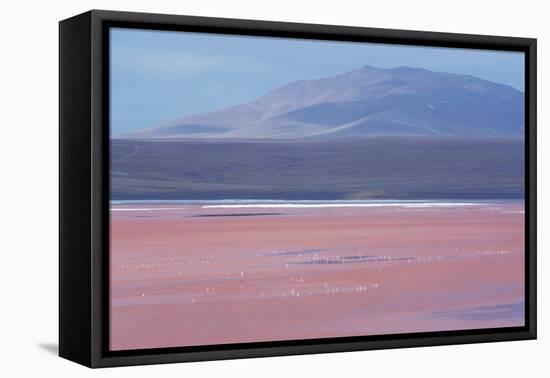 Laguna Colorada with Flamingoes and Mountain Backdrop-Alex Saberi-Framed Stretched Canvas