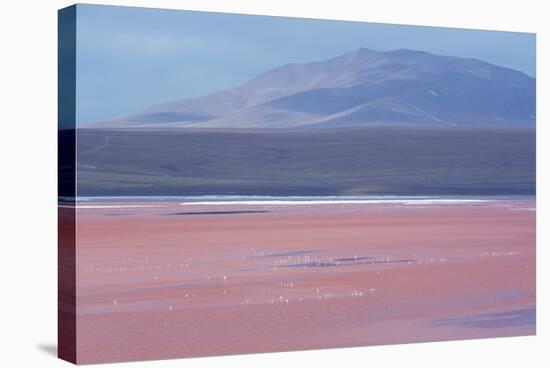 Laguna Colorada with Flamingoes and Mountain Backdrop-Alex Saberi-Stretched Canvas