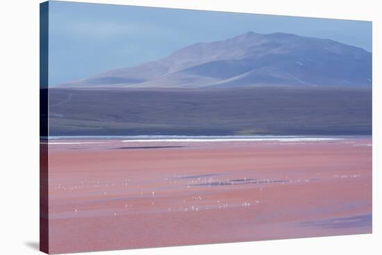 Laguna Colorada with Flamingoes and Mountain Backdrop-Alex Saberi-Stretched Canvas