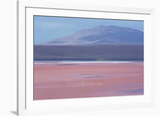 Laguna Colorada with Flamingoes and Mountain Backdrop-Alex Saberi-Framed Photographic Print