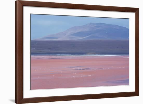 Laguna Colorada with Flamingoes and Mountain Backdrop-Alex Saberi-Framed Photographic Print