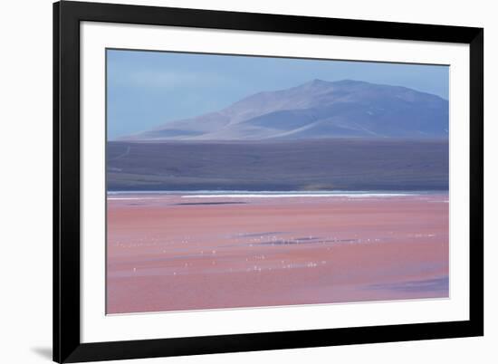 Laguna Colorada with Flamingoes and Mountain Backdrop-Alex Saberi-Framed Photographic Print