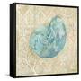 Laguna Shells II-Paul Brent-Framed Stretched Canvas