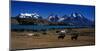 Laguna Verde Torres del Paine-null-Mounted Art Print