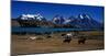 Laguna Verde Torres del Paine-null-Mounted Art Print