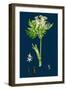 Lagurus Ovatus; Ovate Hare'S-Tail-Grass-null-Framed Giclee Print