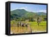 Lahu Tribe People Planting Rice in Rice Paddy Fields, Chiang Rai, Thailand, Southeast Asia, Asia-Matthew Williams-Ellis-Framed Stretched Canvas
