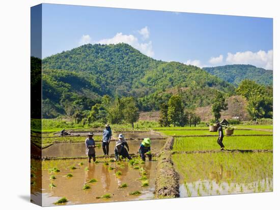 Lahu Tribe People Planting Rice in Rice Paddy Fields, Chiang Rai, Thailand, Southeast Asia, Asia-Matthew Williams-Ellis-Stretched Canvas