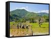 Lahu Tribe People Planting Rice in Rice Paddy Fields, Chiang Rai, Thailand, Southeast Asia, Asia-Matthew Williams-Ellis-Framed Stretched Canvas
