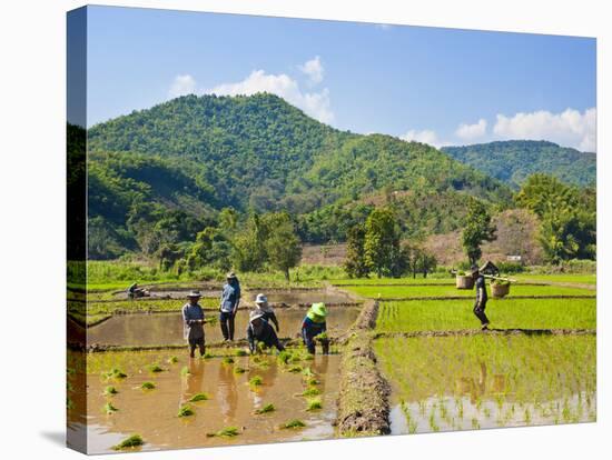 Lahu Tribe People Planting Rice in Rice Paddy Fields, Chiang Rai, Thailand, Southeast Asia, Asia-Matthew Williams-Ellis-Stretched Canvas