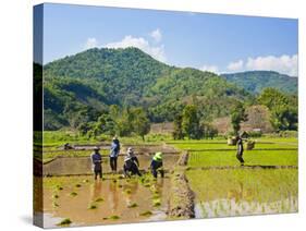 Lahu Tribe People Planting Rice in Rice Paddy Fields, Chiang Rai, Thailand, Southeast Asia, Asia-Matthew Williams-Ellis-Stretched Canvas