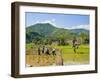 Lahu Tribe People Planting Rice in Rice Paddy Fields, Chiang Rai, Thailand, Southeast Asia, Asia-Matthew Williams-Ellis-Framed Photographic Print