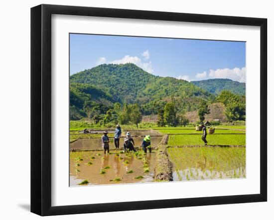 Lahu Tribe People Planting Rice in Rice Paddy Fields, Chiang Rai, Thailand, Southeast Asia, Asia-Matthew Williams-Ellis-Framed Photographic Print