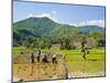 Lahu Tribe People Planting Rice in Rice Paddy Fields, Chiang Rai, Thailand, Southeast Asia, Asia-Matthew Williams-Ellis-Mounted Photographic Print