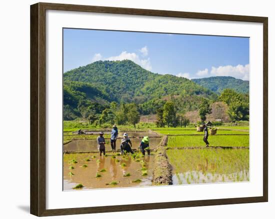 Lahu Tribe People Planting Rice in Rice Paddy Fields, Chiang Rai, Thailand, Southeast Asia, Asia-Matthew Williams-Ellis-Framed Photographic Print