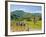 Lahu Tribe People Planting Rice in Rice Paddy Fields, Chiang Rai, Thailand, Southeast Asia, Asia-Matthew Williams-Ellis-Framed Photographic Print