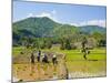 Lahu Tribe People Planting Rice in Rice Paddy Fields, Chiang Rai, Thailand, Southeast Asia, Asia-Matthew Williams-Ellis-Mounted Photographic Print