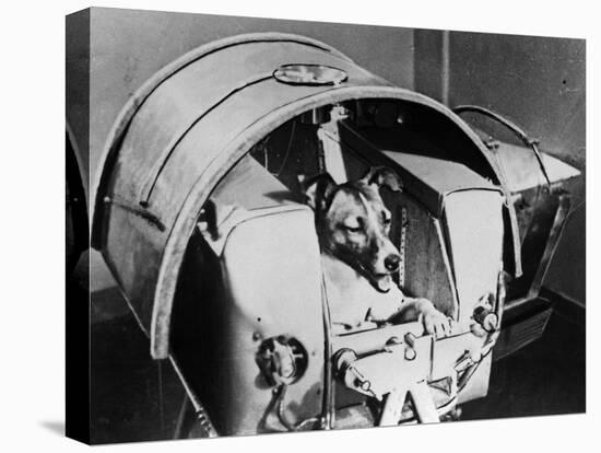 Laika, Russian Cosmonaut Dog, 1957-null-Stretched Canvas