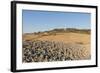 Lajatico-Guido Cozzi-Framed Photographic Print