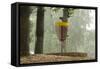 Lake Alimagnet Disc Golf Pole Hole-jrferrermn-Framed Stretched Canvas