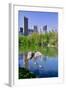 Lake and two ducks in Central Park in Spring with skyline in background, New York City, New York-null-Framed Photographic Print